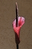 Tränenbaum-Blüte