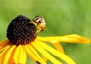 Makro - Biene bedient sich