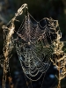 Spinnennetz Morgentau