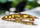 exotische Schmetterlinge_2
