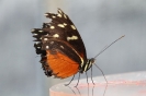 Schmetterling5