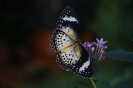 Schmetterling6