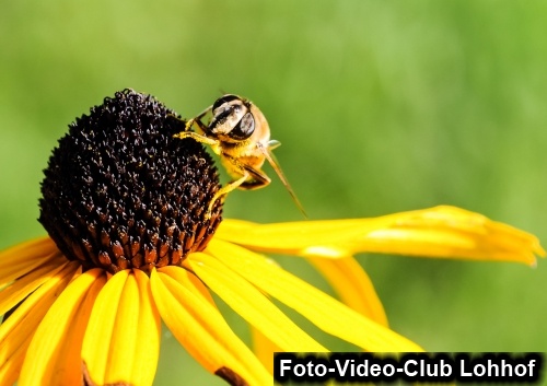 Makro - Biene bedient sich