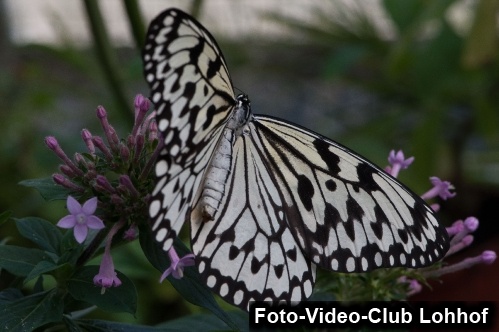 Schmetterlinge - Alter Botanischer Garten 2018-01-31_3